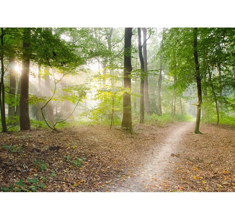Forest Path Serenity landscape wall mural - TenStickers