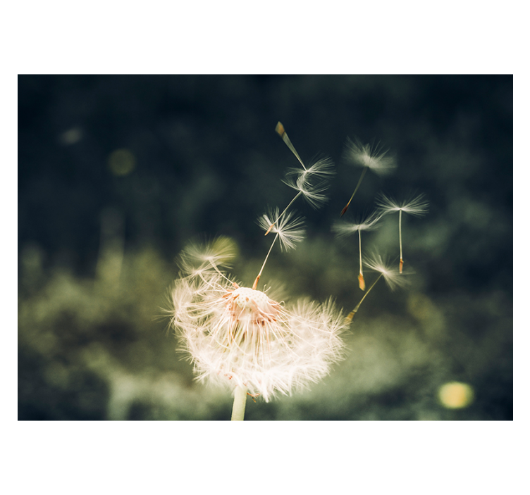 Dandelion wall mural dandelion seed breeze - TenStickers
