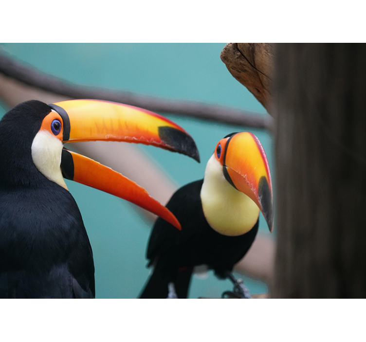 Toucan Bird Pair animals wall mural - TenStickers
