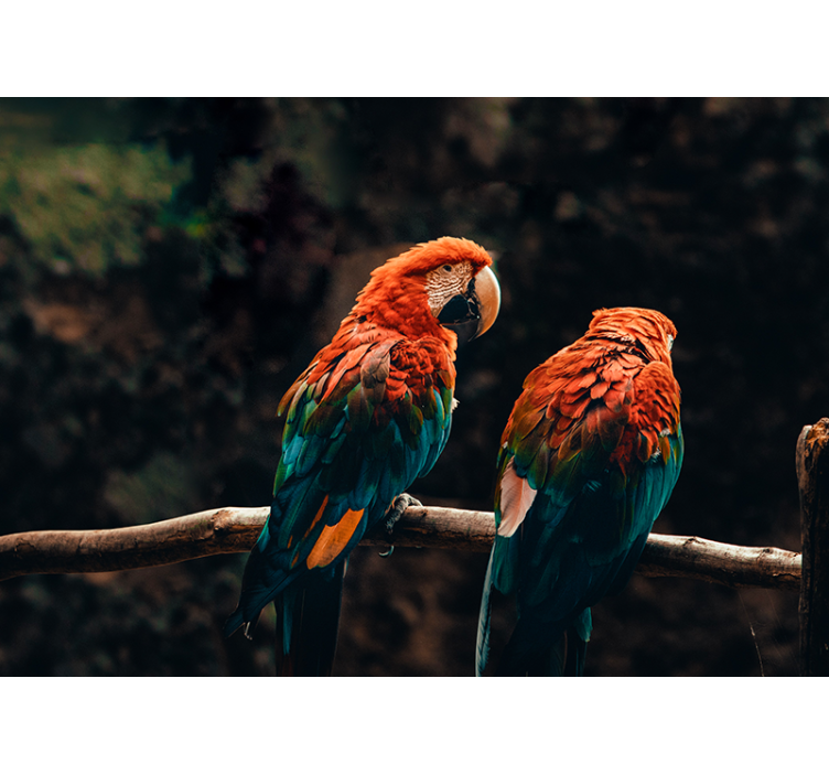 Colorful Parrots Together animals wall mural - TenStickers