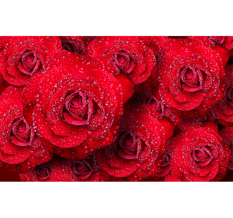 Red rose with water drops wall mural - TenStickers