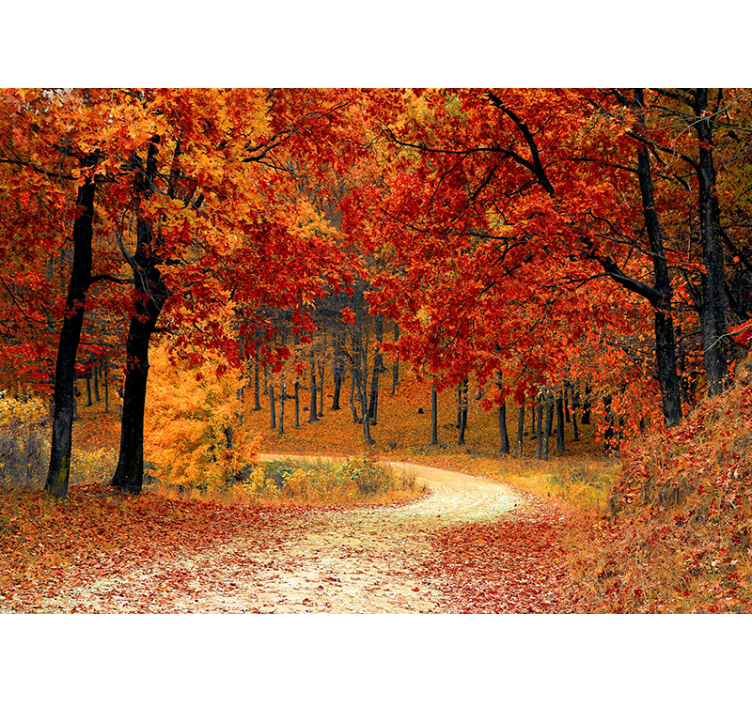 Fall Woodland Trail wall mural nature - TenStickers