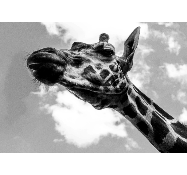 Giraffe Portrait animals wall mural - TenStickers