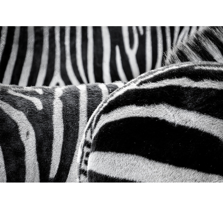 Realistic zebras stripes animals wall mural - TenStickers