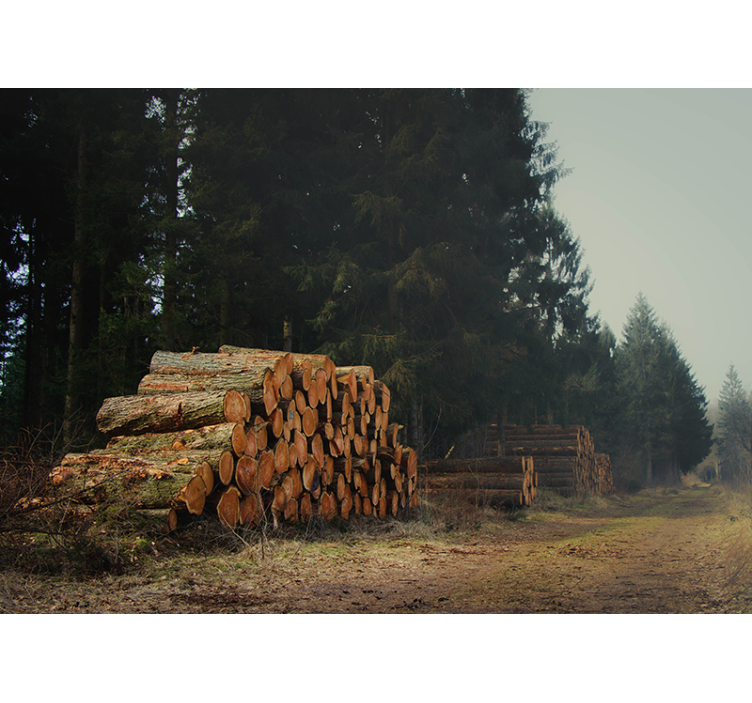 Wooden Piles In Woods forest wall mural - TenStickers