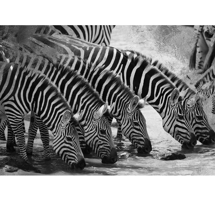 Zebras Drinking Water animals wall mural - TenStickers