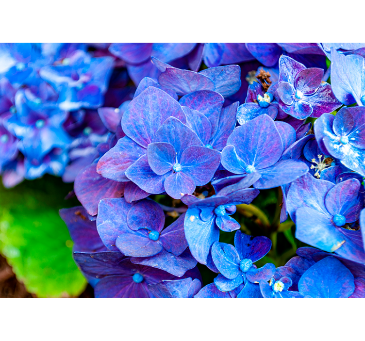 Hydrangea flowers wall mural - TenStickers