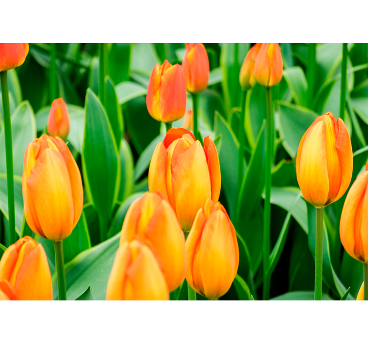 Tulips wall mural tulip blooms abundance - TenStickers