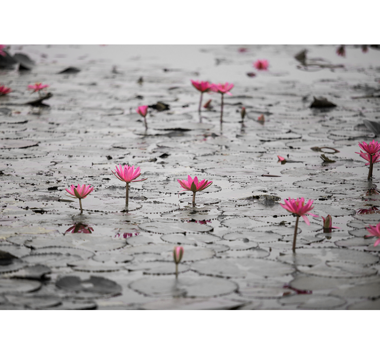 Flower wall mural pink lotus blossoms - TenStickers