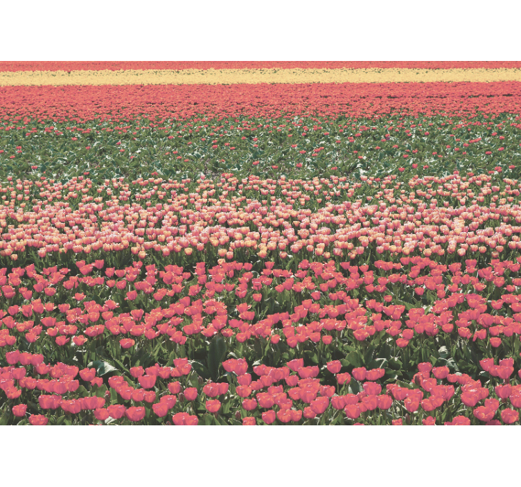 Flower wall mural tulip field landscape - TenStickers