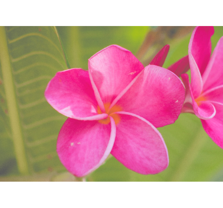 Flower wall mural in pink floral accent - TenStickers