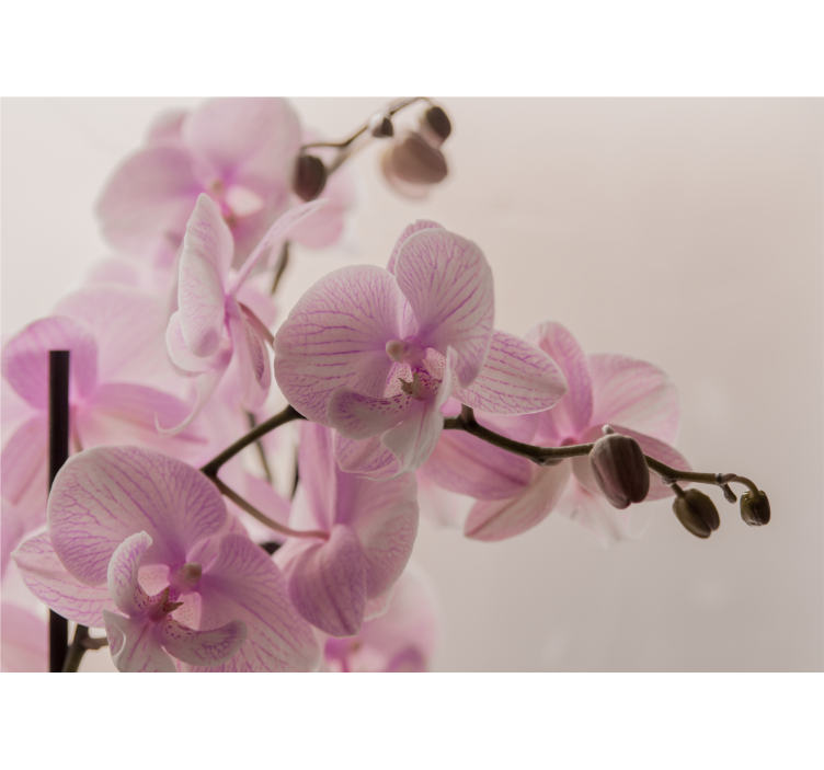 Orchid wall mural delicate orchid blossoms - TenStickers