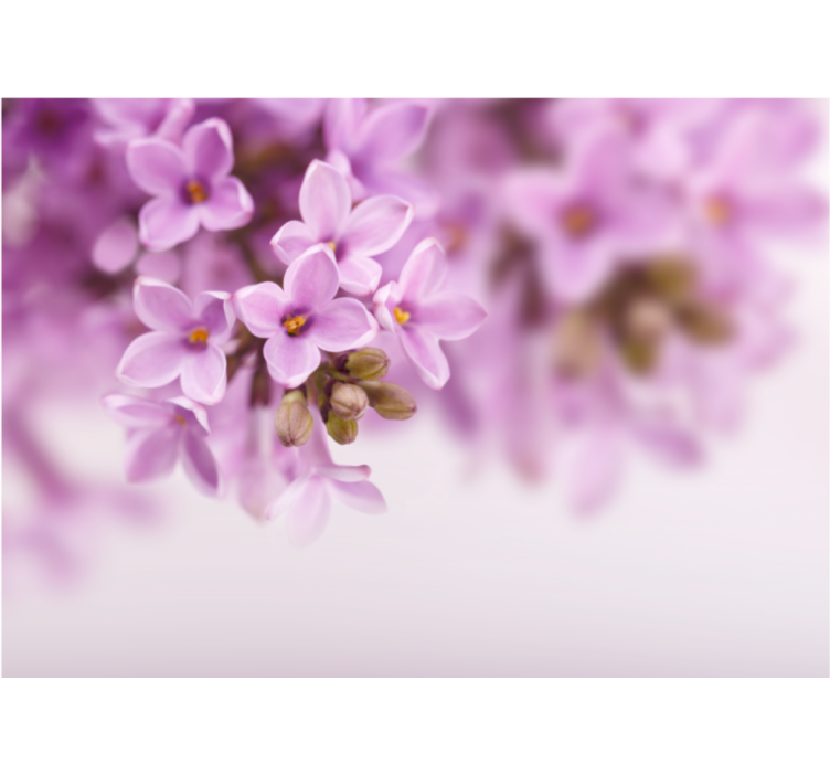 Delicate lilac blooms flower wall mural - TenStickers