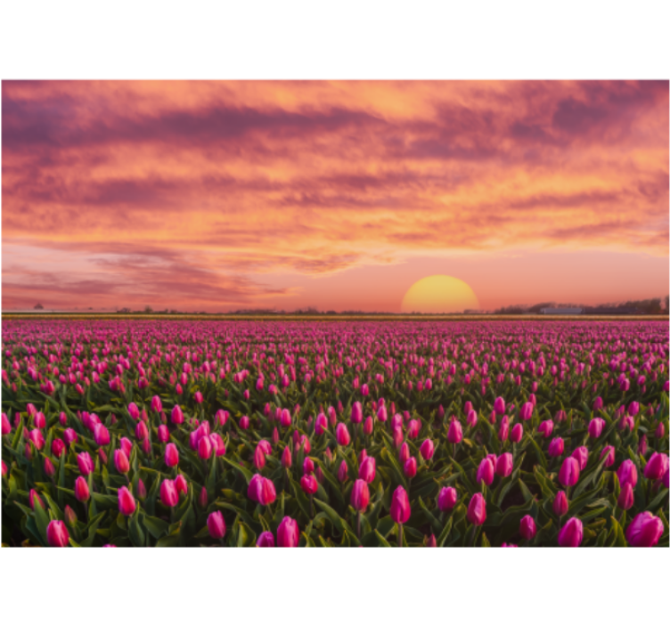 Flower wall mural tulip field at sunset - TenStickers