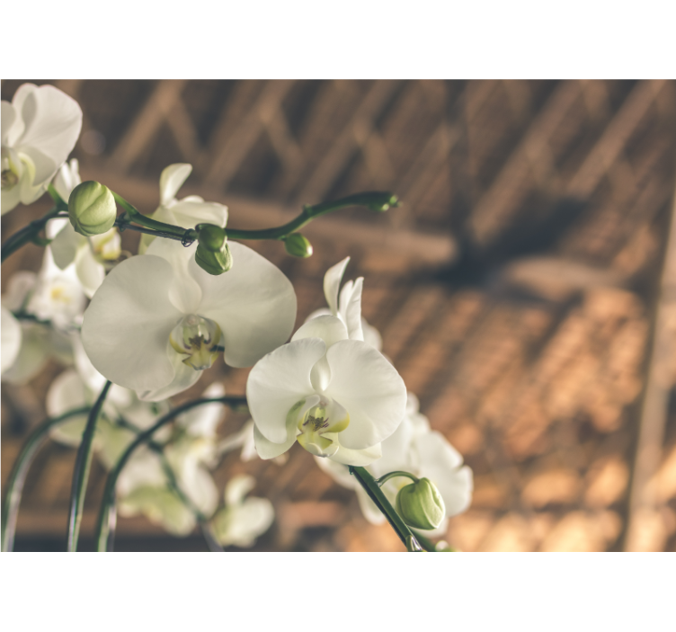 White orchid structured wall mural - TenStickers