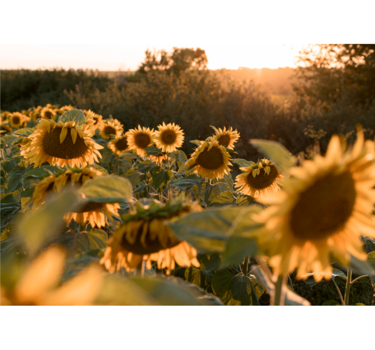 Flower wall mural sunflower field calm - TenStickers