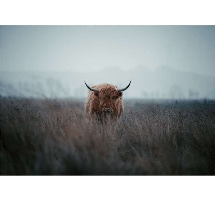 Highland brown cow wall mural nature - TenStickers
