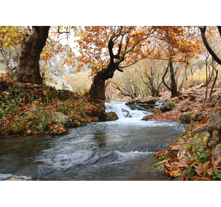 Wall mural nature forest stream calm - TenStickers