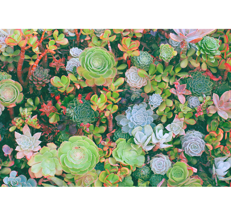 Flower wall mural succulent garden design - TenStickers