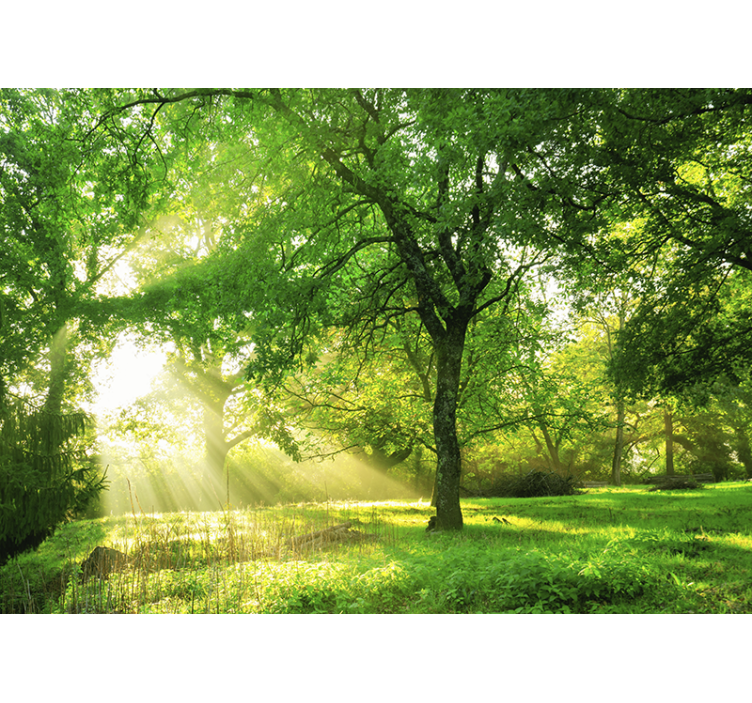 Wall mural nature sunlit greenery landscape - TenStickers