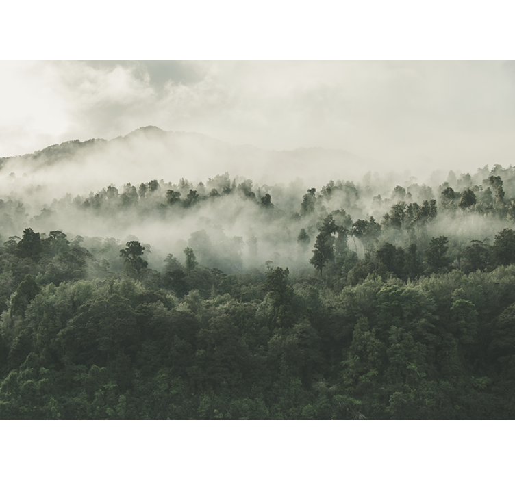 Forest wall mural foggy forest from above - TenStickers