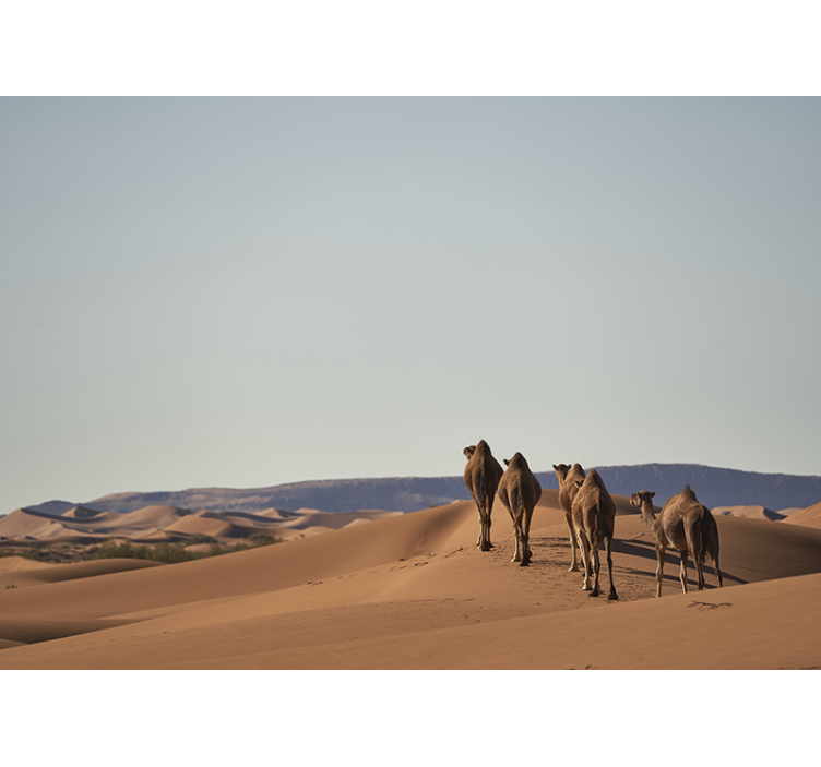 Desert wall mural featuring desert camels - TenStickers