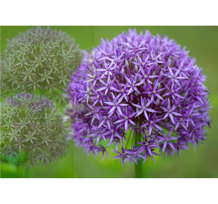 Poppy wall mural purple flower arrangement - TenStickers