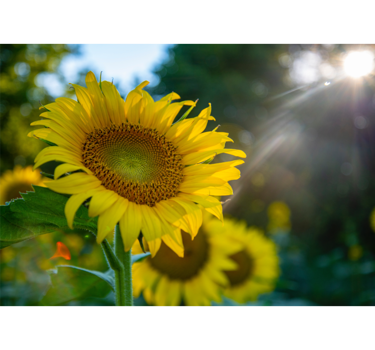 Flower wall mural sunflower blooming bright - TenStickers