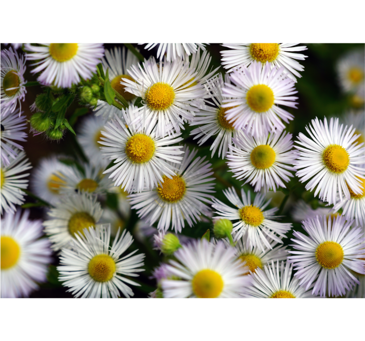Charming white daisies flower wall mural - TenStickers