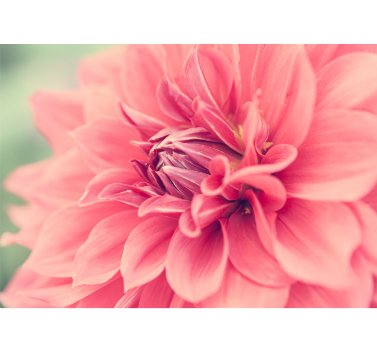 Vibrant pink blossom flower wall mural - TenStickers