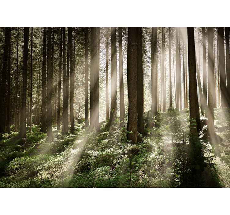 Forest wall mural luminous forest rays - TenStickers