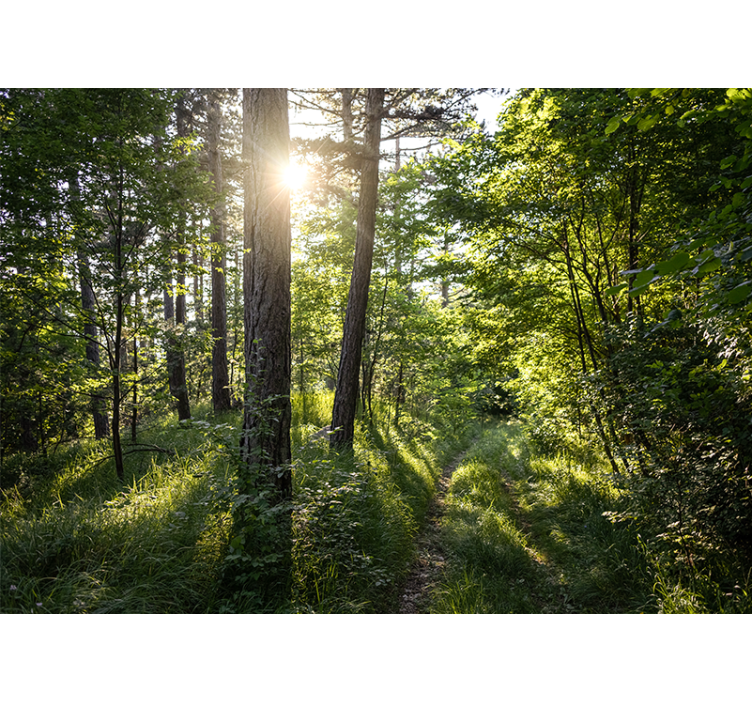 Sunny day in the woods Forest Wall Mural - TenStickers