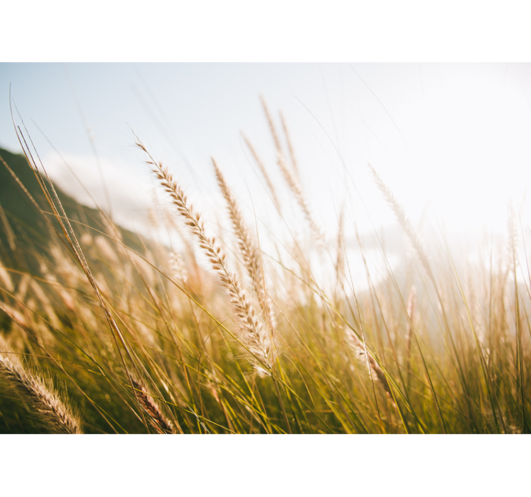 Wall mural nature soft grasses whispers - TenStickers