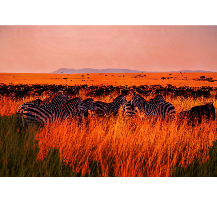 Wall mural nature zebras in serengeti - TenStickers