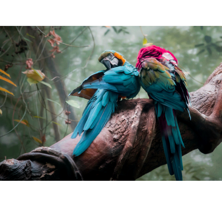 Animals wall mural colorful parrots embrace - TenStickers