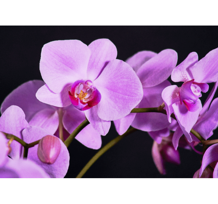 Branch of purple orchids  wall mural - TenStickers