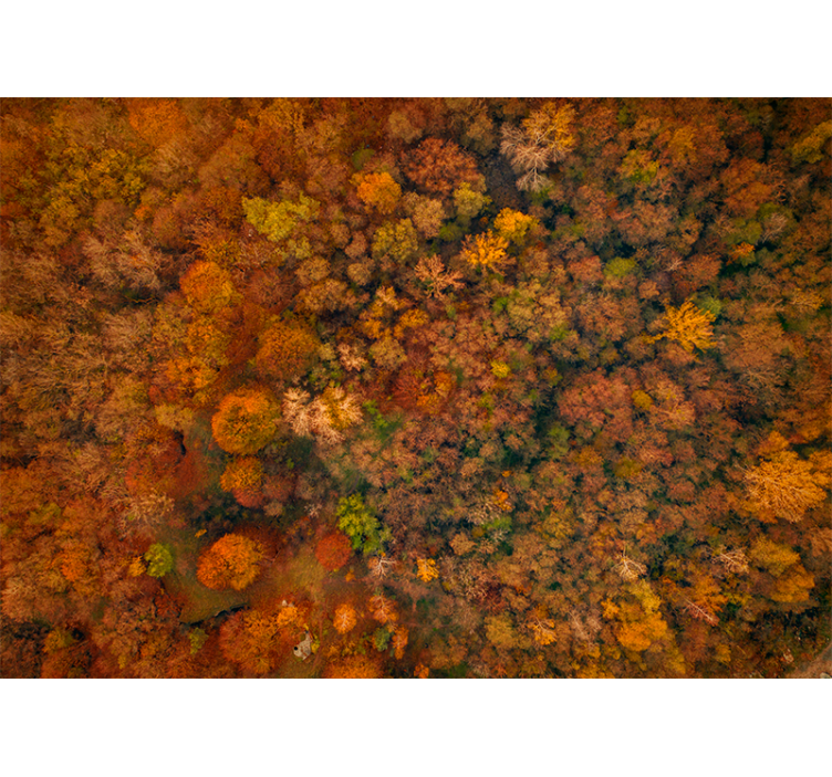 Beautiful autumnal tree mural - TenStickers