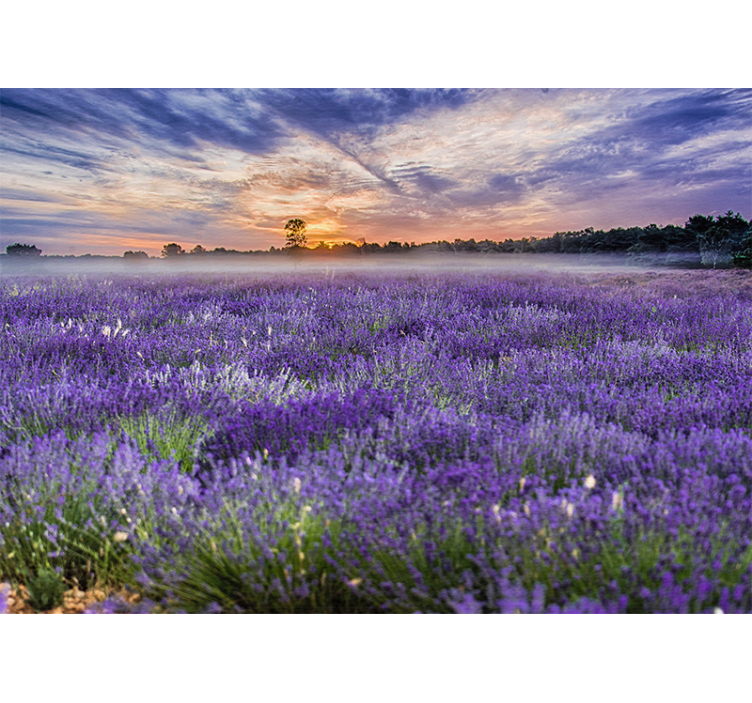 Lavender field colours nature wall mural - TenStickers