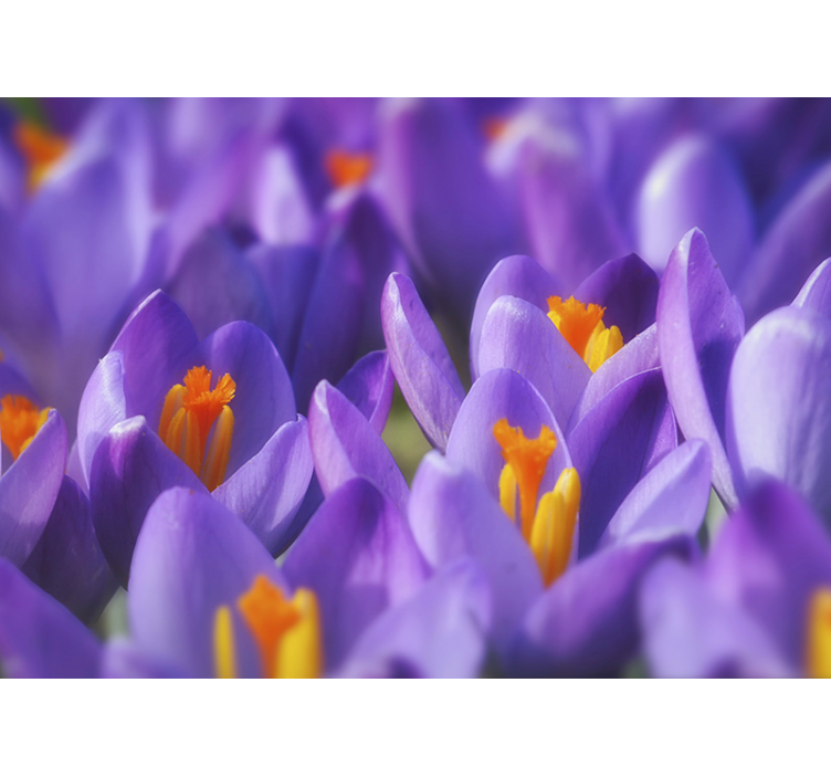 Purple and Orange crocus  flower wall mural - TenStickers