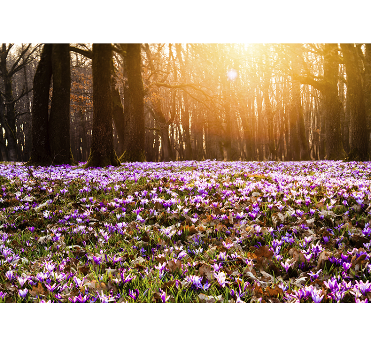 Beautiful purple crocus landscape  wall mural - TenStickers