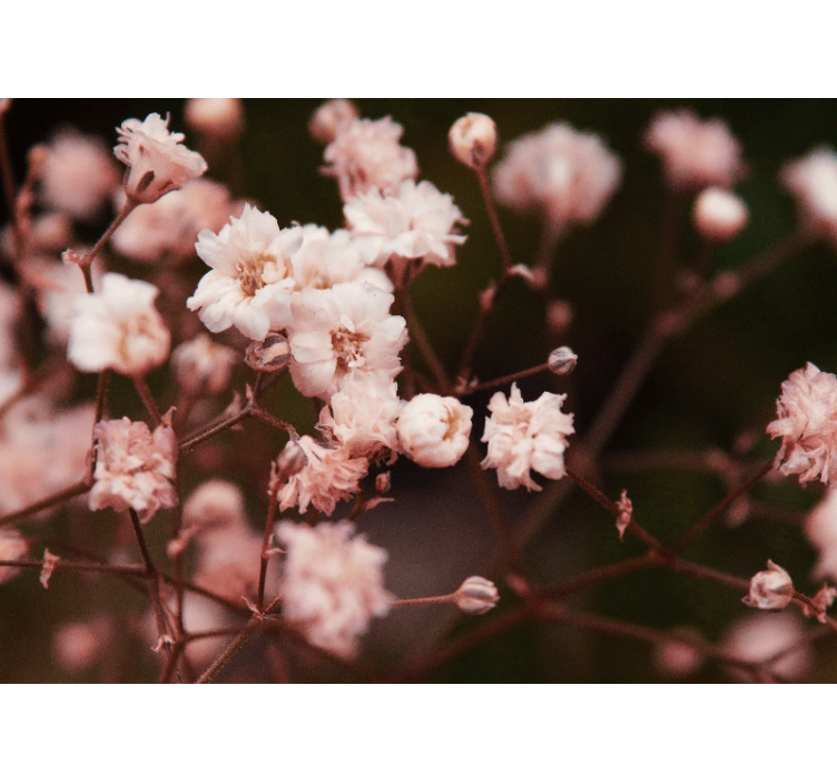 Cute elegant  cherry blossom design wall mural - TenStickers