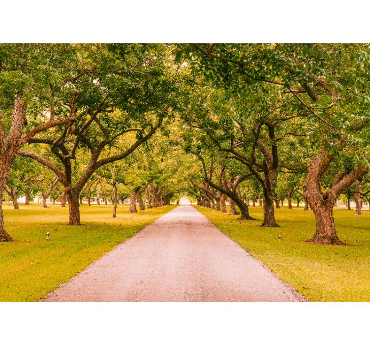 Forest wall mural tree-lined pathway decor - TenStickers
