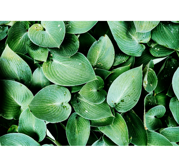 Wall mural nature lush green foliage - TenStickers