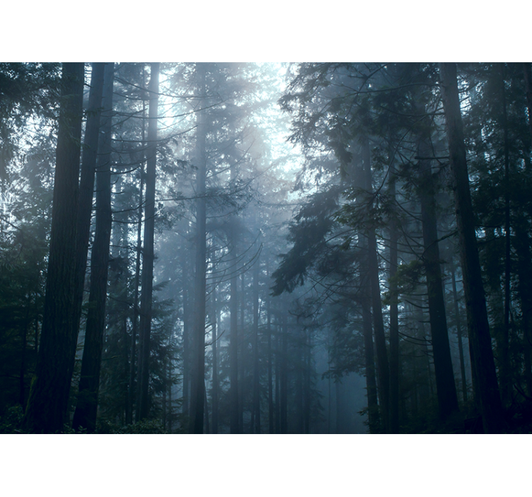 Forest wall mural misty evergreen forests - TenStickers