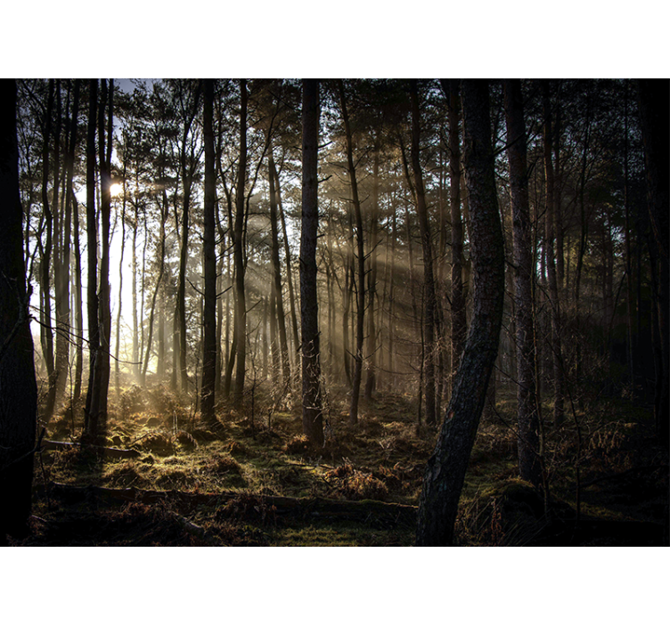 Sunlit forest glade forest wall mural - TenStickers