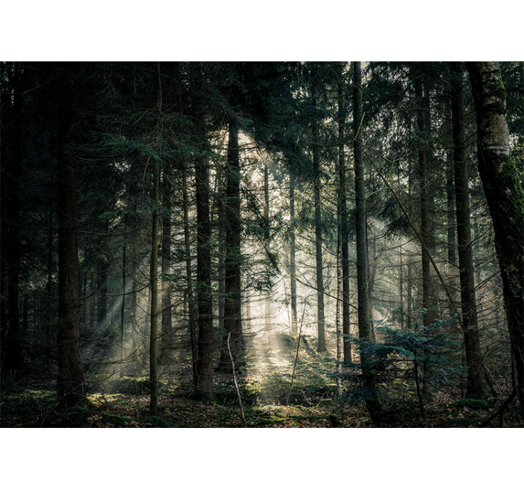 Wall mural nature tranquil forest scene - TenStickers