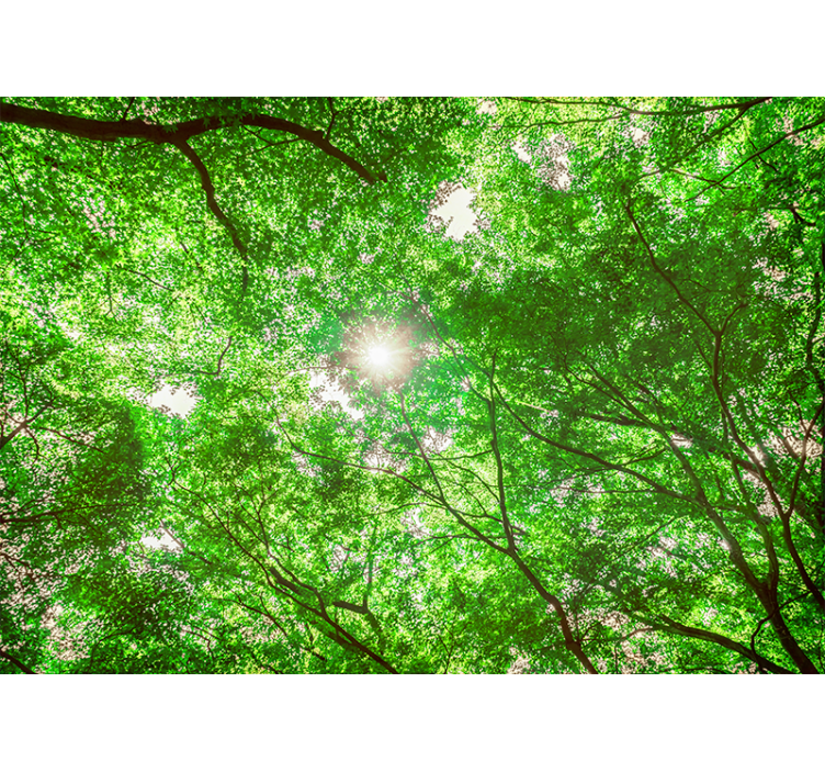 Wall mural nature canopy tree perspective - TenStickers