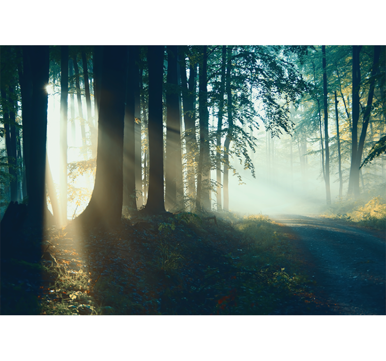 Forest wall mural sunlit woodland path - TenStickers