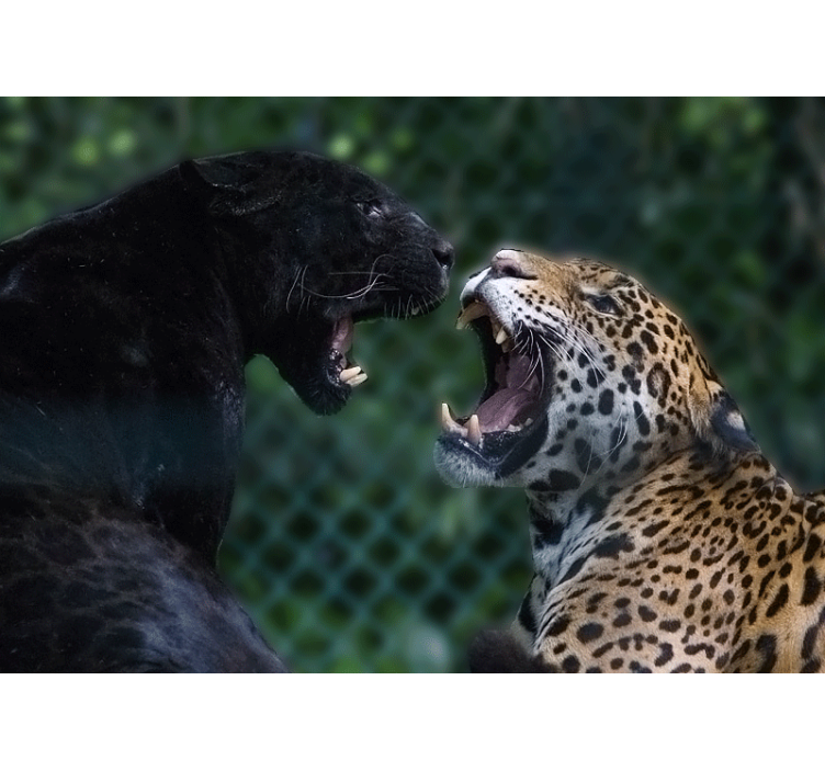 Animals wall mural panther and jaguar - TenStickers
