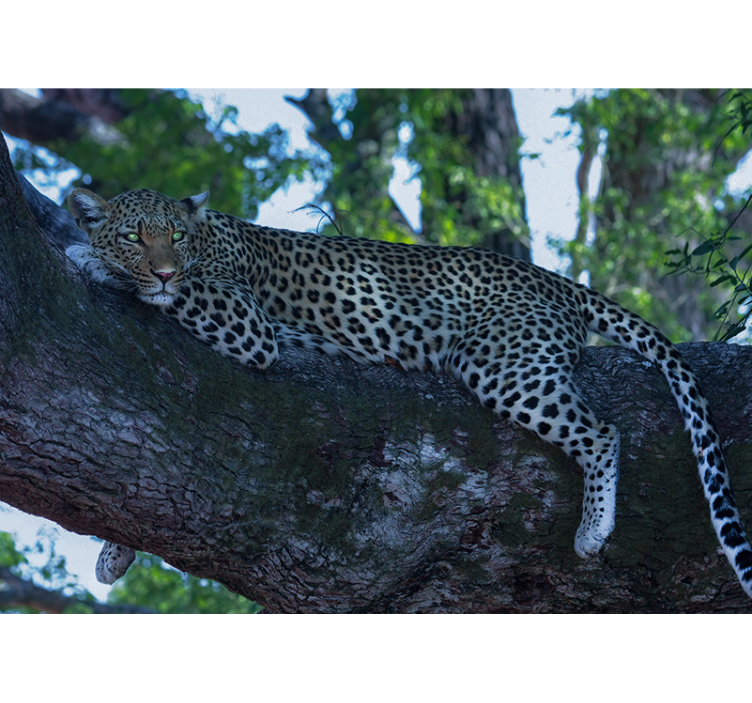 Leopard Resting Comfortably animals wall mural - TenStickers